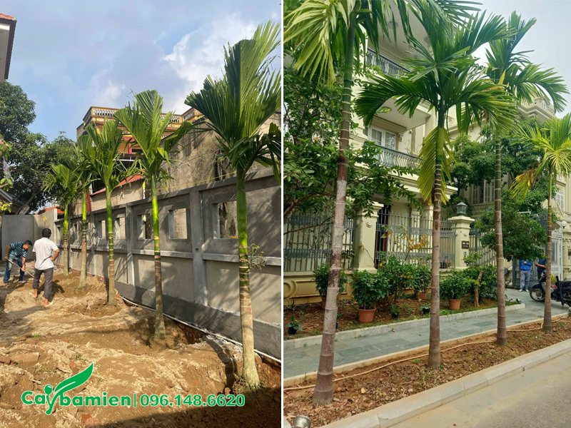 Trồng hàng cây Cau Ta trước nhà