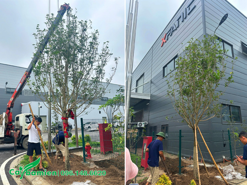 Trồng cây Mộc Hương cổ thụ cho Công ty Công nghệ XFANIC Việt Nam