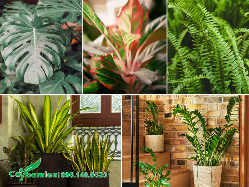 Cây gia đình trang trí nội thất