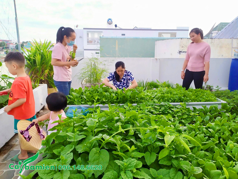 Biến sân thượng thành khu vườn nhỏ trồng rau sạch