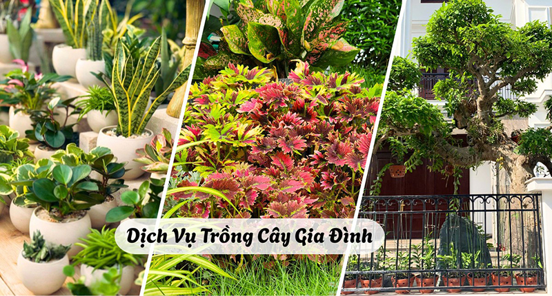 Thi công trồng cây xanh cho hộ gia đình