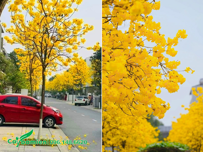 Những hàng cây Phong Linh vàng trước cổng nhà ở