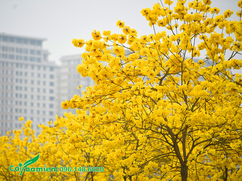 Trồng cây hoa phong linh vàng trước nhà để tạo điểm nhấn