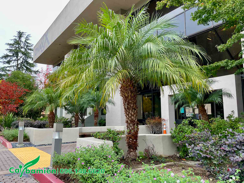 Trồng cây Chà Là cảnh trong sân vườn gia đình