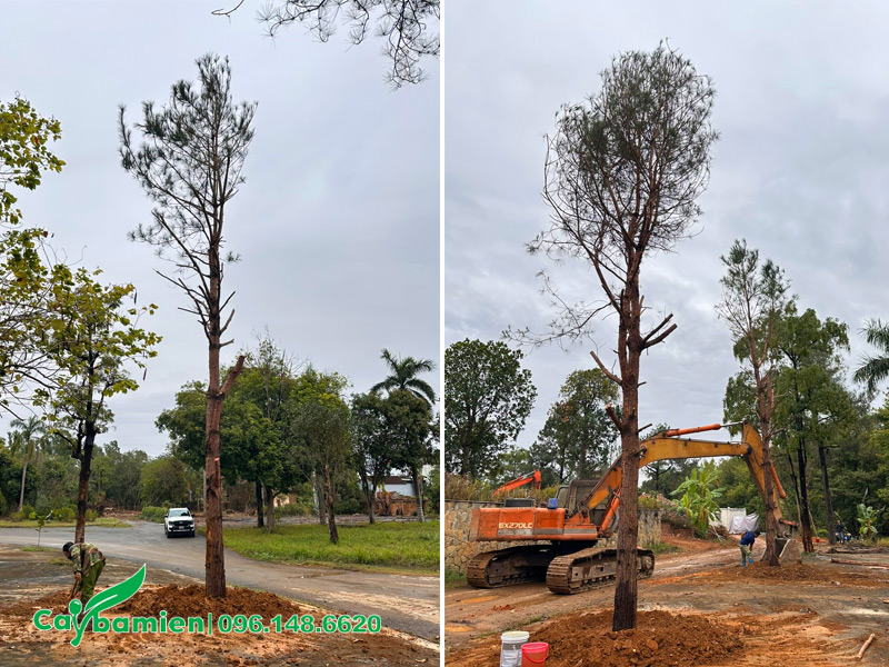 Những cây thông Caribe mới trồng xong chuẩn bị chống cọc