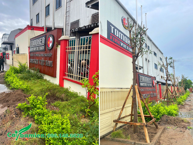Trồng cây xanh cho nhà máy Tomoken Việt Nam trước và sau khi hoàn thành