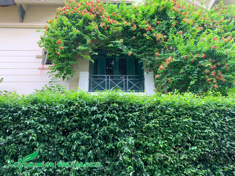 Cây xanh trồng hàng rào và cây thân leo trồng ban công siêu đẹp