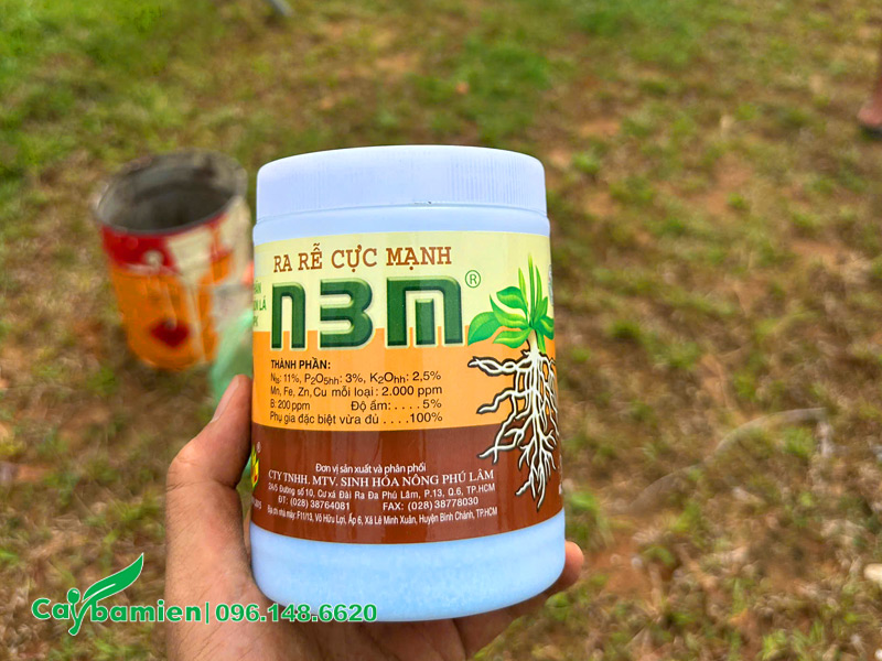 Pha thuốc kích rễ để tưới nước cho cây cau vua công trình mới trồng