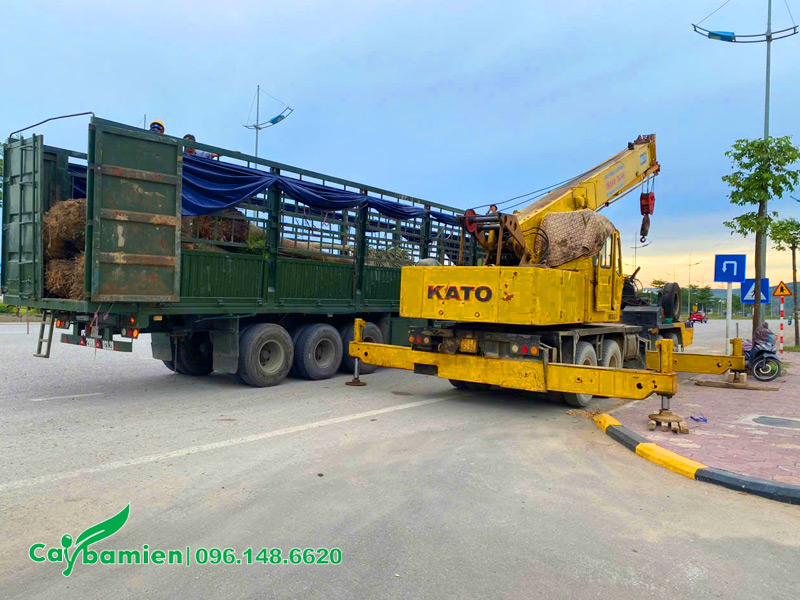 Dùng xe cẩu để nâng - hạ cây trồng cho nhà máy Công ty Đại Dũng