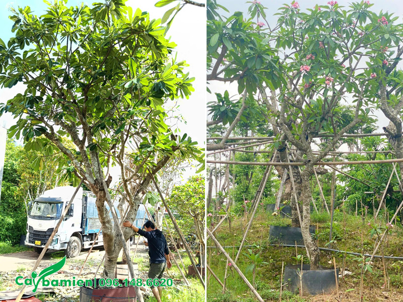 Vườn cây hoa đại đã dâm ủ kỹ, đường kính gốc 10 - 20cm