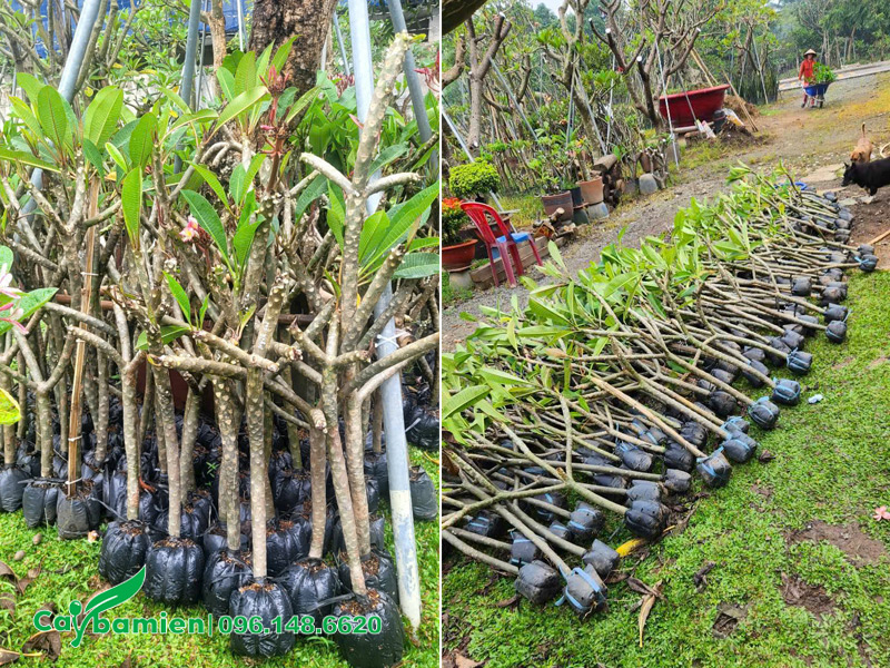 Giâm cành cây hoa đại tại nhà vườn