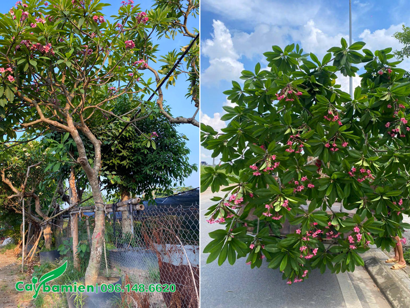 Bán cây hoa đại đỏ hồng trồng công trình