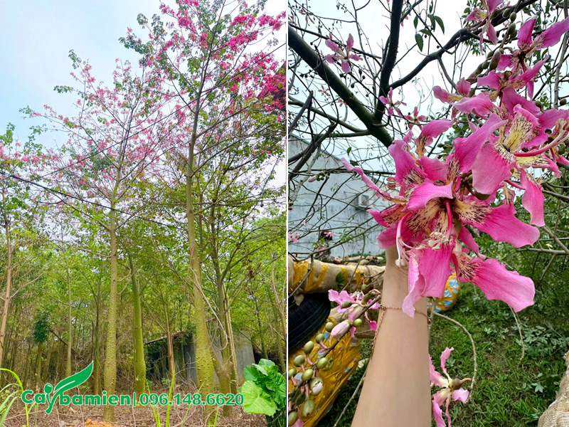 Đánh cây Mỹ Nhân công trình chiều cao 6 - 7m