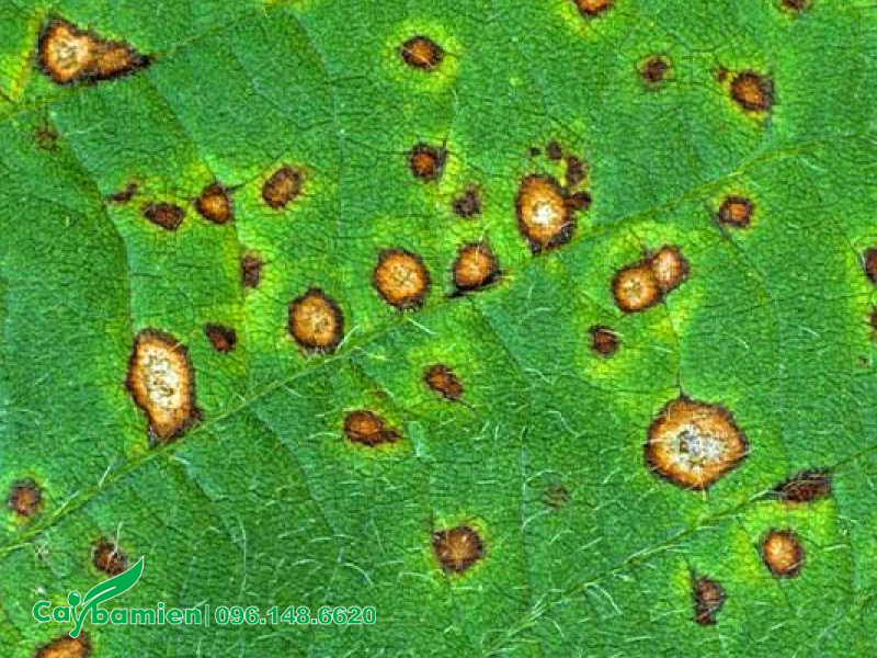 Hình ảnh lá cây hoa ban bị bệnh đốm lá khá nặng