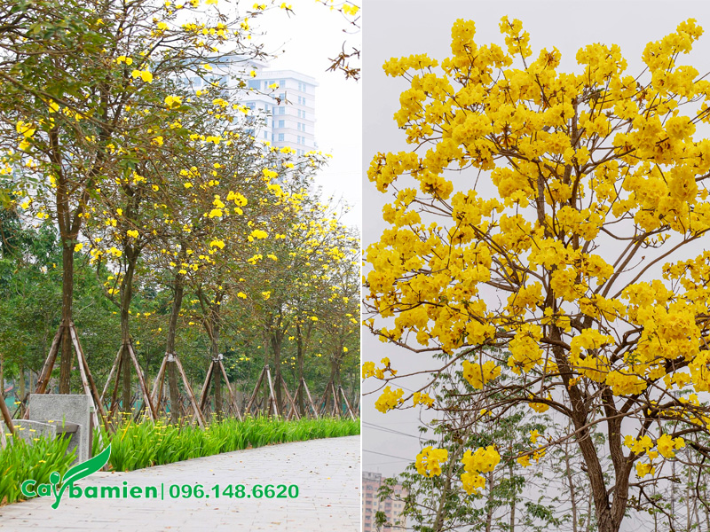 Hàng cây phong linh vàng đã rụng lá và đang nở hoa rực rỡ