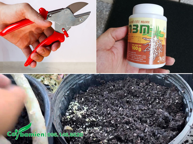 Dụng cụ và vật tư cần thiết để tiến hành giâm cành cây hoa đại