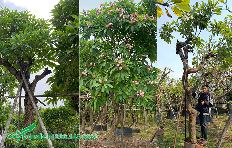 Hình ảnh cây hoa đại cổ thụ, có đủ cả 3 loại trắng, đỏ và vàng