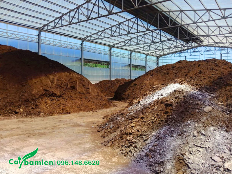 Các loại đất trồng cây đã qua xử lý, hạn chế nấm bệnh