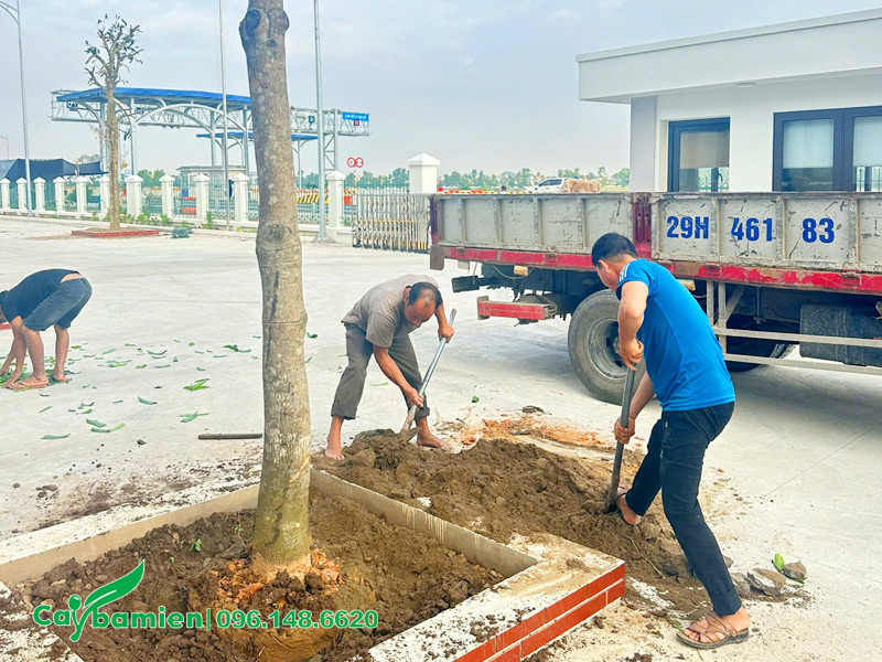 Công nhân của Cây Ba Miền đang lấp đất cho cây Xoài công trình mới trồng