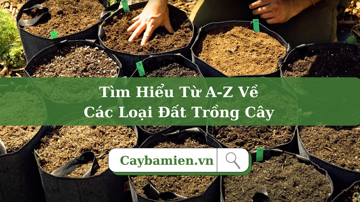 Tìm hiểu về các loại đất trồng cây xanh công trình phổ biến ở Việt Nam