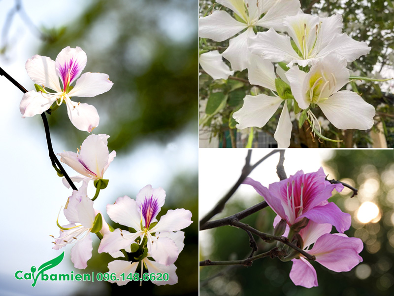 Các màu hoa của cây Ban Tây Bắc