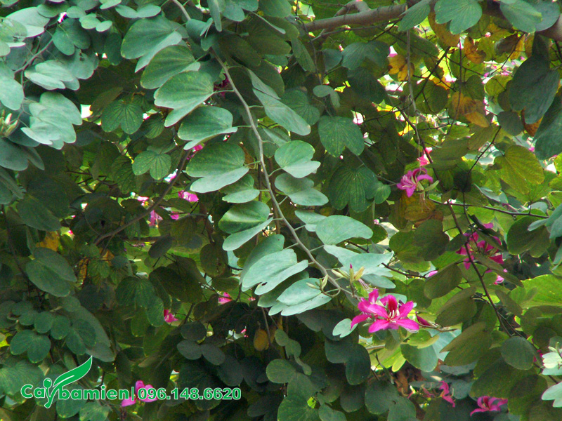 Hình dáng những cành hoa ban tím vươn dài, buông rủ xuống khá mềm mại