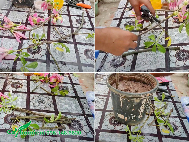 Quy trình các bước giâm cành cây Mỹ Nhân