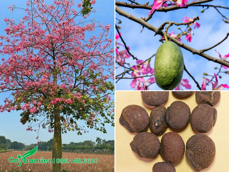 Vẻ đẹp cây hoa mỹ nhân, hình dáng quả và hạt của nó
