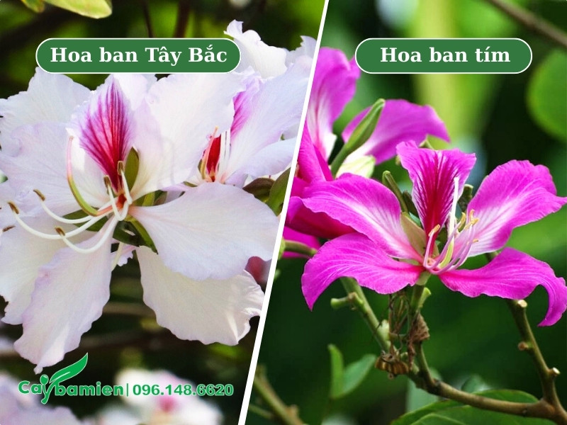 Phân biệt cây ban Tây Bắc và ban tím qua hình dáng hoa