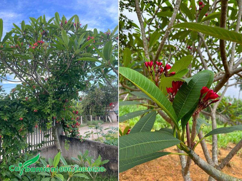 Trồng cây hoa đại đỏ trước nhà