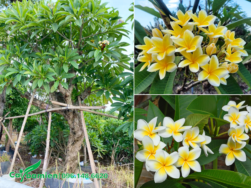 Cận cảnh những chùm hoa đại vàng với cánh hoa bầu bĩnh.