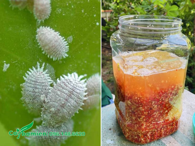 Ngâm dung dịch tỏi, ớt và gừng để trị rệp sáp trên cây phong linh