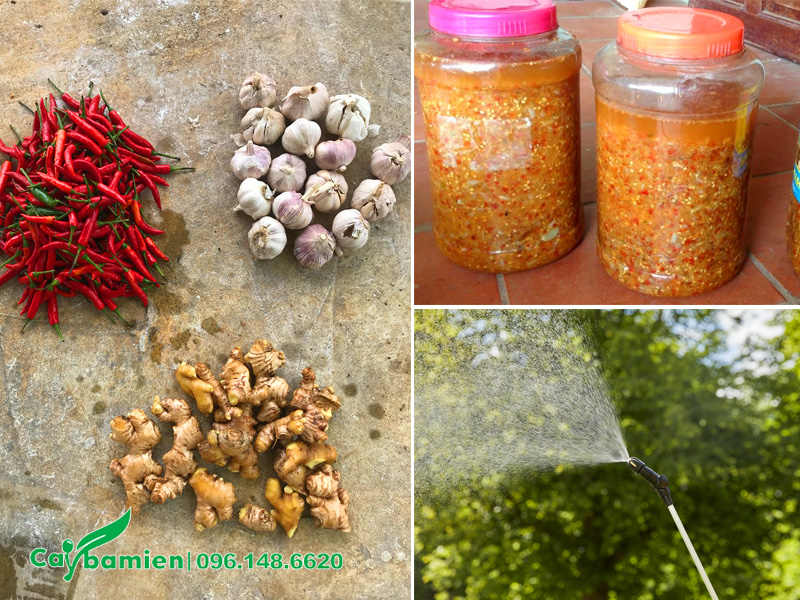 Dung dịch gừng, tỏi, ớt đã ngâm đủ thời gian để đem phun