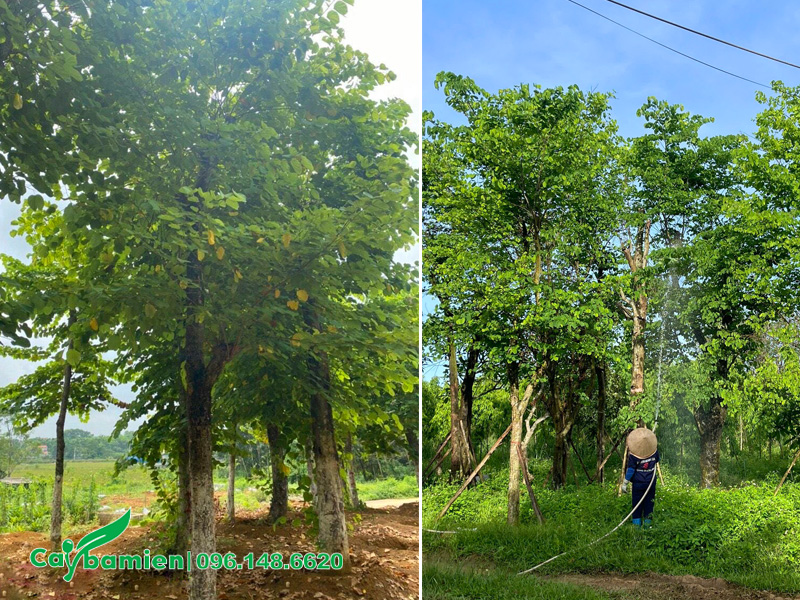Chăm sóc tốt để phòng sâu bệnh trên cây hoa ban cổ thụ