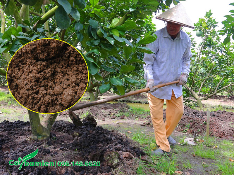 Bón phân hữu cơ cho vườn cây ăn quả trồng trên đất phèn