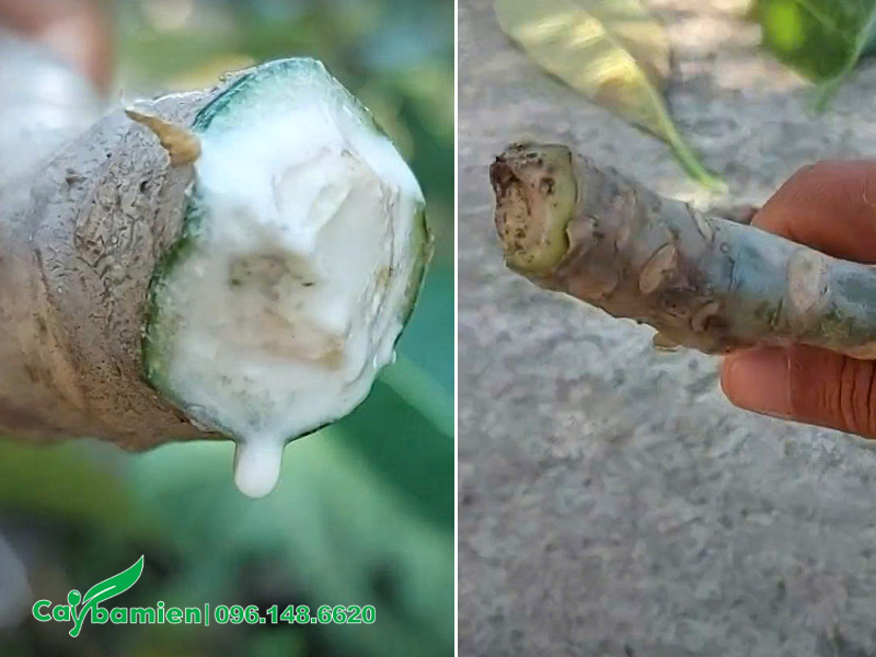 Lúc mới cắt xuống cành hoa đại chảy rất nhiều nhựa