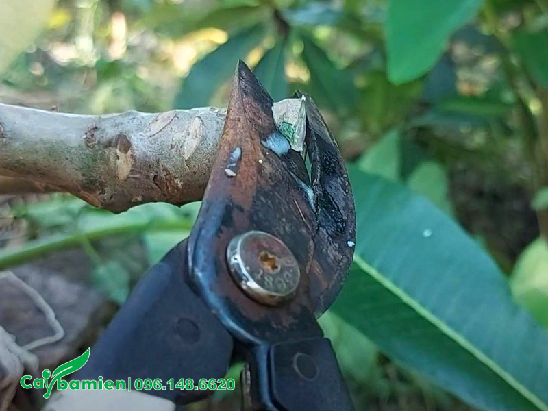 Cắt cành bằng kéo chuyên dụng đã được khử trùng