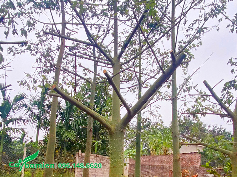 Cây Mỹ Nhân mới cắt tỉa cành lá sẽ rất khó để ra hoa