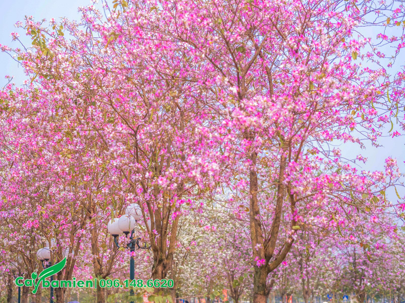 Những hàng cây hoa ban Tây Bắc khoe sắc trong công viên