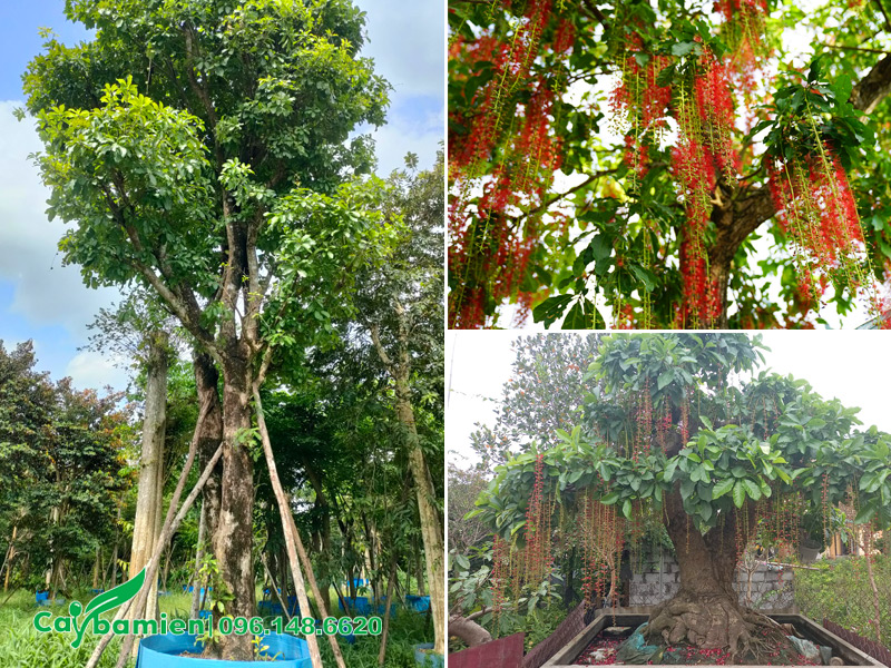 Đất phèn trồng cây gì để lấy bóng mát, cảnh đẹp