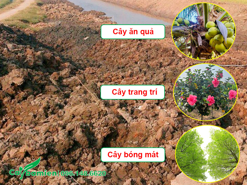 Cải tạo và trồng cây công trình trên đất phèn