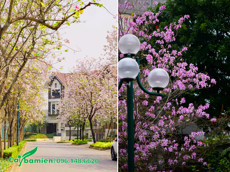 Cây hoa ban trồng biệt thự đẹp, ấn tượng