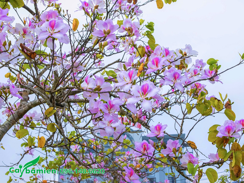Hoa ban tây bắc bung nở kín trên cành