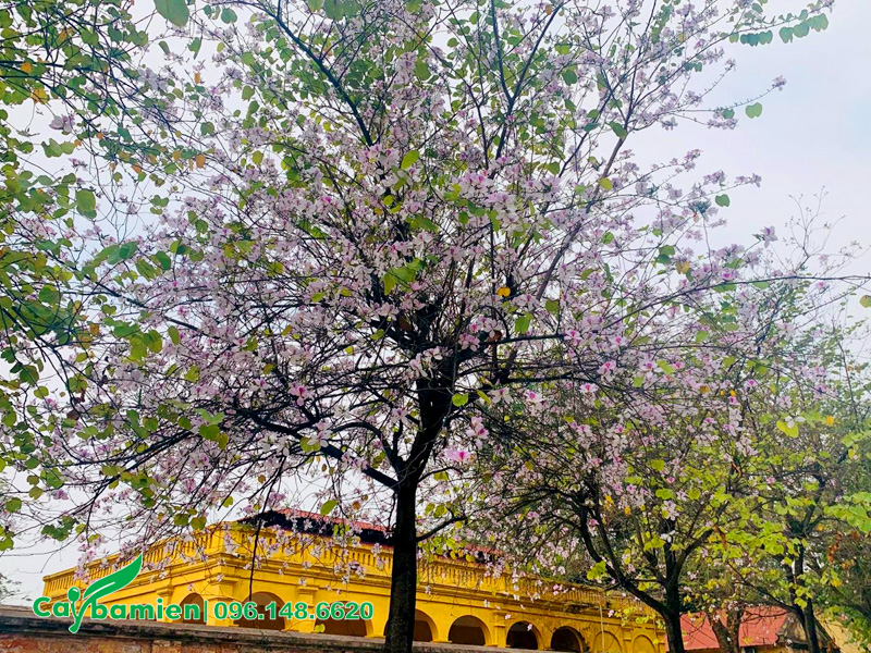 Cây ban cổ thụ nở hoa màu trắng phớt tím đẹp và thu hút