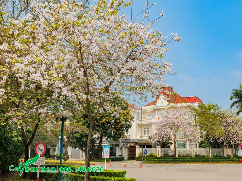 Những cây ban trắng Tây Bắc đang ra hoa trong khuôn viên một khu biệt thự cao cấp