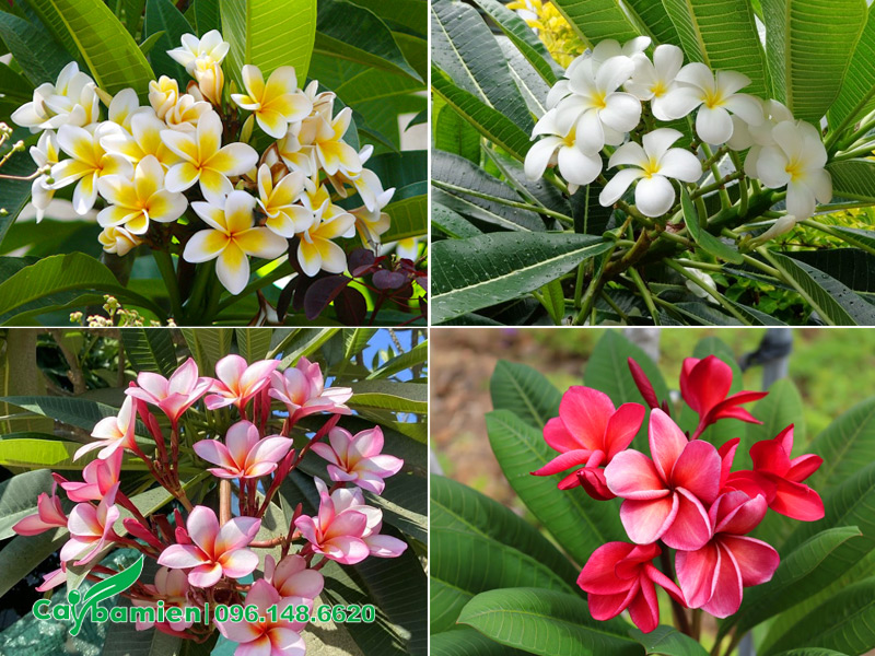 Các loại cây hoa đại phổ biến ở Việt Nam