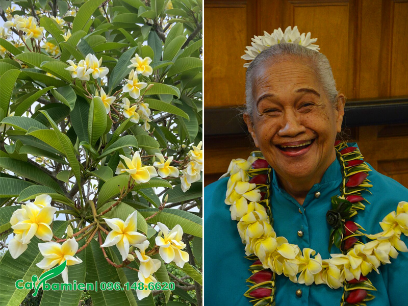 Hoa đại vàng tượng trưng cho niềm vui, những điều tích cực