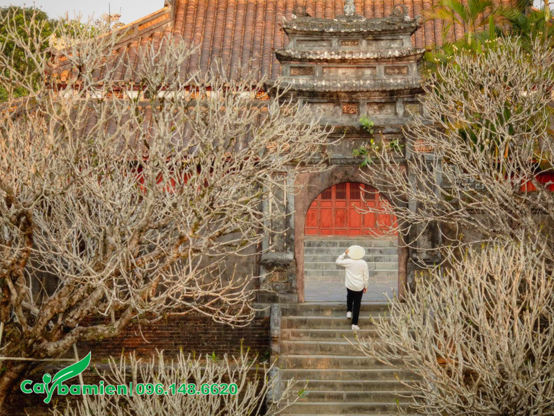 Những cây hoa đại cổ thụ trồng trong khuôn viên lăng mộ vua Minh Mạng