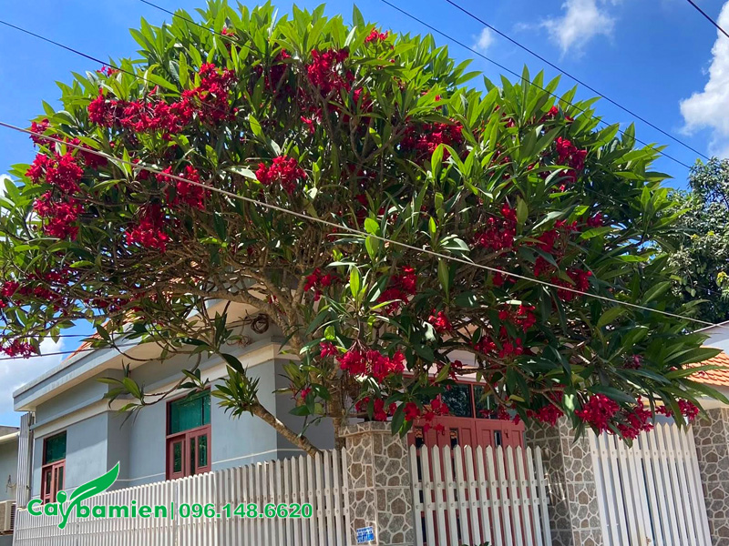 Cây hoa đại đỏ trồng trước sân nhà