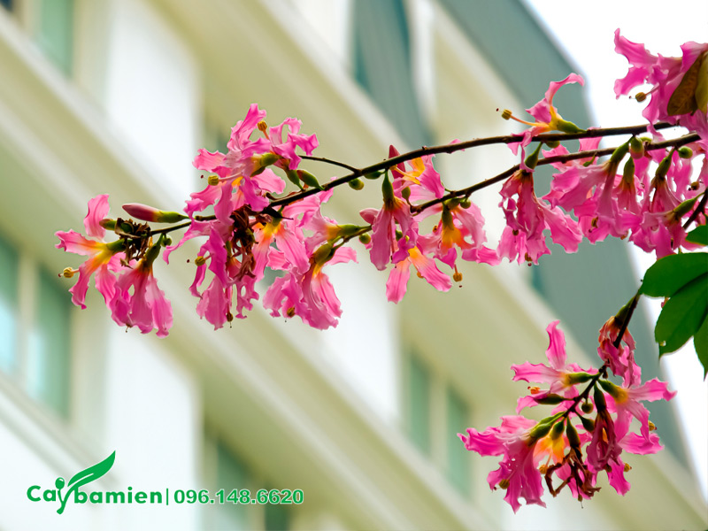 Cành hoa Mỹ Nhân công trình khoe sắc hồng xinh đẹp